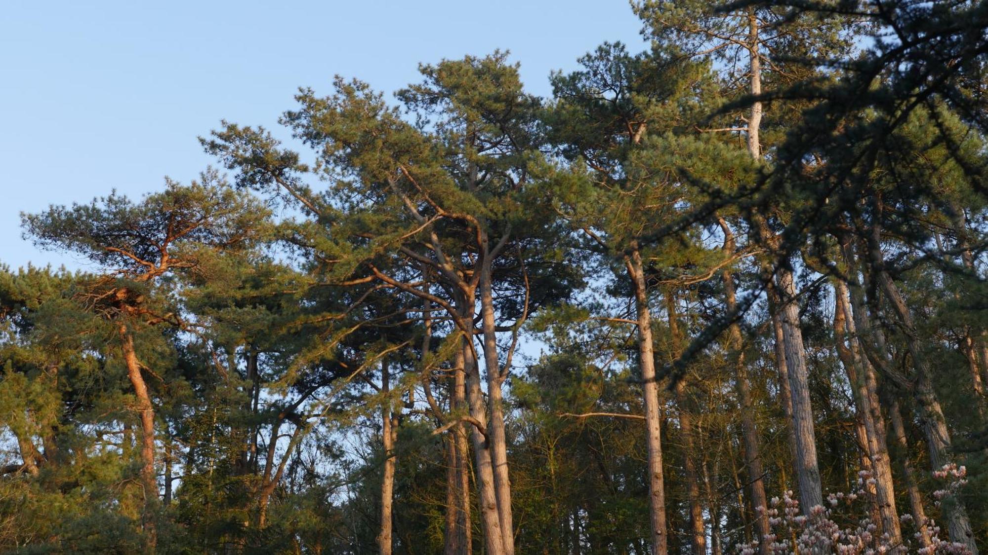 Bain De Foret - Lodges Cosy & Spa Neufchâtel-Hardelot المظهر الخارجي الصورة